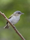 Red-Eyed Vireo (Vireo Olivaceus) Perched on a Branch, Ontario, Canada Photographie par Glenn Bartley
