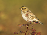 Savannah Sparrow (Passerculus Sandwichensis), Victoria, British Columbia, Canada Photographic Print by Glenn Bartley