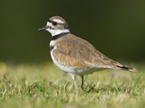 Killdeer (Charadrius Vociferus) in the Grass in Victoria, British Columbia, Canada Photographie par Glenn Bartley