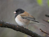 A Dark-Eyed Junco (Junco Hyemalis) Perches on a Branch in Victoria, British Columbia, Canada Photographic Print by Glenn Bartley