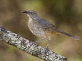 Curve-Billed Thrasher (Toxostoma Curvirostre) on a Branch in South Texas, USA Photographie par Glenn Bartley