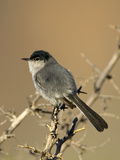 Black-Tailed Gnatcatcher (Polioptila Melanura), Big Bend National Park, Texas, USA Photographic Print by John Abbott