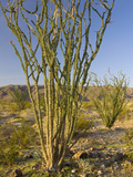 Ocotillo (Fouquieria Splendens), Colorado Desert, Joshua Tree National Park, California, USA Photographie par David Cobb
