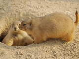 Black-Tailed Prairie Dog (Cynomys Ludovicianus), Captive Fotografie-Druck von Walt Anderson