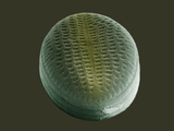 The Pennate Diatom, Cocconeis Placentula, SEM X17,000 Photographic Print by Howard Berg
