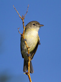 Bell's Vireo (Vireo Bellii), Big Bend National Park, Texas, USA Photographie par John Abbott