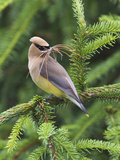 Cedar Waxwing (Bombycilla Cedrorum) with Nest Material in its Mouth, Pennsylvania, USA Photographic Print by John Abbott