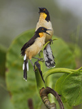 Black-Capped Donacobius (Donacobius Atricapillus) Perched on a Branch Photographic Print by Glenn Bartley