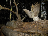 Male Ruffed Grouse (Bonasa Umbellus) Drumming Display Photographie par Alexander Badyaev