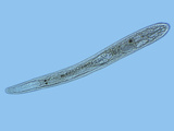Gyratrix Hermaphroditus Turbellarian Flatworm, LM X100 Photographic Print by Tom Adams