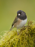 Dark-Eyed Junco (Junco Hyemalis) Perched on a Branch, Victoria, BC, Canada Photographie par Glenn Bartley