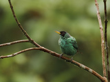 Green Honeycreeper (Chlorophanes Spiza) Perched on a Branch, Milpe Reserve, Ecuador Photographic Print by Glenn Bartley
