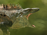 Black Spiny-Tailed Iguana (Ctenosaura Similis), Costa Rica Photographic Print by Gregory Basco