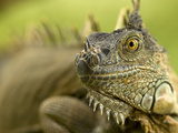 Green Iguana (Iguana Iguana), Costa Rica Photographie par Gregory Basco