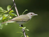 Red-Eyed Vireo (Vireo Olivaceus) Perched on a Branch, Ontario, Canada Photographie par Glenn Bartley