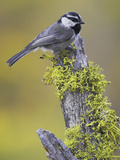 Mountain Chickadee (Poecile Gambeli) Perched on a Branch, Oregon, USA Photographic Print by Glenn Bartley