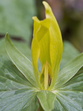 Yellow Trillium (Trilleum Luteum) Great Smoky Mountains Np Photographic Print by Gerald & Buff Corsi