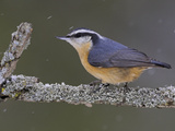 A Red-Breasted Nuthatch (Sitta Canadensis) Perches on a Branch, Toronto, Ontario, Canada Photographic Print by Glenn Bartley