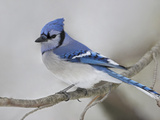 Blue Jay (Cyanocitta Cristata) Perched on a Branch with a Snowy Background in Ontario, Canada Photographic Print by Glenn Bartley