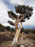 Bristlecone Pine (Pinus Aristata), Mount Evans, Rocky Mountains, USA Photographic Print by John Cornell