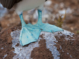 Blue-Footed Booby Feet (Sula Nebouxii), North Seymour, Galapagos Islands, Ecuador Photographic Print by Gerald & Buff Corsi