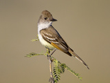 Ash-Throated Flycatcher (Myiarchus Cinerascens), Big Bend National Park, Texas, USA Photographic Print by John Abbott