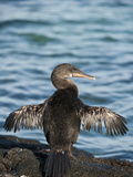 Flightless Cormorant Drying its Wings (Phalacrocorax Harrisi), Punta Espinosa, Fernandina Island Photographie par Gerald & Buff Corsi