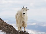 Mountain Goat (Oreamnos Americanus), Rocky Mountains, North America Photographic Print by John Cornell