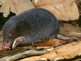 Star-Nosed Mole (Condylura Cristata) Photographic Print by Ken Catania