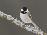 Black-Capped Chickadee (Poecile Atricapillus) Perched on a Branch, Ottawa, Ontario, Canada Photographie par Glenn Bartley