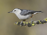 White-Breasted Nuthatch (Sitta Carolinensis) Perched on a Branch in Oregon, USA Photographic Print by Glenn Bartley