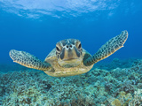 Green Turtle (Chelonia Mydas), Maui, Hawaii, USA Photographic Print by Reinhard Dirscherl