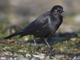 Brewer's Blackbird (Euphagus Cyanocephalus) Vocalizing, Victoria, British Columbia, Canada Photographic Print by Glenn Bartley