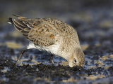 Dunlin (Calidris Alpina) Feeding Along the Shoreline in Victoria, British Columbia, Canada Photographic Print by Glenn Bartley