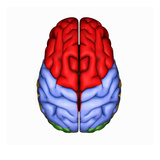 Biomedical Illustration of the Human Brain from Above Giclee Print by Scott Camazine