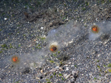 Salps (Salpa), Lembeh Straits, Indonesia Photographic Print by Hal Beral