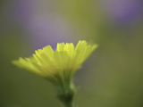 Desert Dandelion (Malacothrix Glabrata), Anza Borrego State Park, California, USA Photographic Print by David Cobb