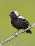 Bobolink (Dolichonyx Oryzivorus) on a Branch, Ontario, Canada Photographic Print by Glenn Bartley