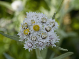 Pearly Everlasting (Anaphalis Margaritacea), Glacier Bay National Park, Alaska Photographie par Gerald & Buff Corsi
