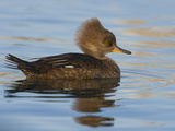 Hooded Merganser (Lophodytes Cucullatus) Swimming on a Pond in Victoria, British Columbia, Canada Photographic Print by Glenn Bartley