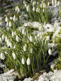 Snowdrops (Galanthus Nivalis) in Winter Snow Photographie par Gary Cook