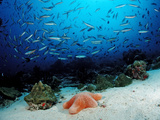 Schooling Neon Fusiliers (Pterocaesio Tile) and Granulated or Cushion Starfish Photographic Print by Reinhard Dirscherl