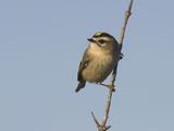 Golden Crowned Kinglet, Costa Rica Photographie par Glenn Bartley