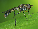 Drone Fly Photographic Print by Tan Chuan-Yean