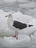 Slaty-Backed Gull (Larus Schistisagus), Sea of Okhotsk, Hokkaido, Japan Photographic Print by Gerald & Buff Corsi