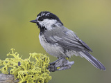 Mountain Chickadee (Poecile Gambeli) Perched on a Branch, Oregon, USA Photographie par Glenn Bartley
