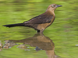 Grackle, Costa Rica Photographic Print by Glenn Bartley
