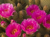 Beavertail Cactus Flowers (Opuntia Basilaris), Mojave Desert, Joshua Tree National Park, California Photographie par David Cobb