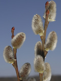 Pussy Willow Catkins Photographic Print by Jeff Daly