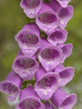 Foxglove Flowers (Digitalis Purpurea) Photographic Print by Gary Cook